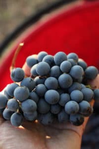 Lambrusco grape