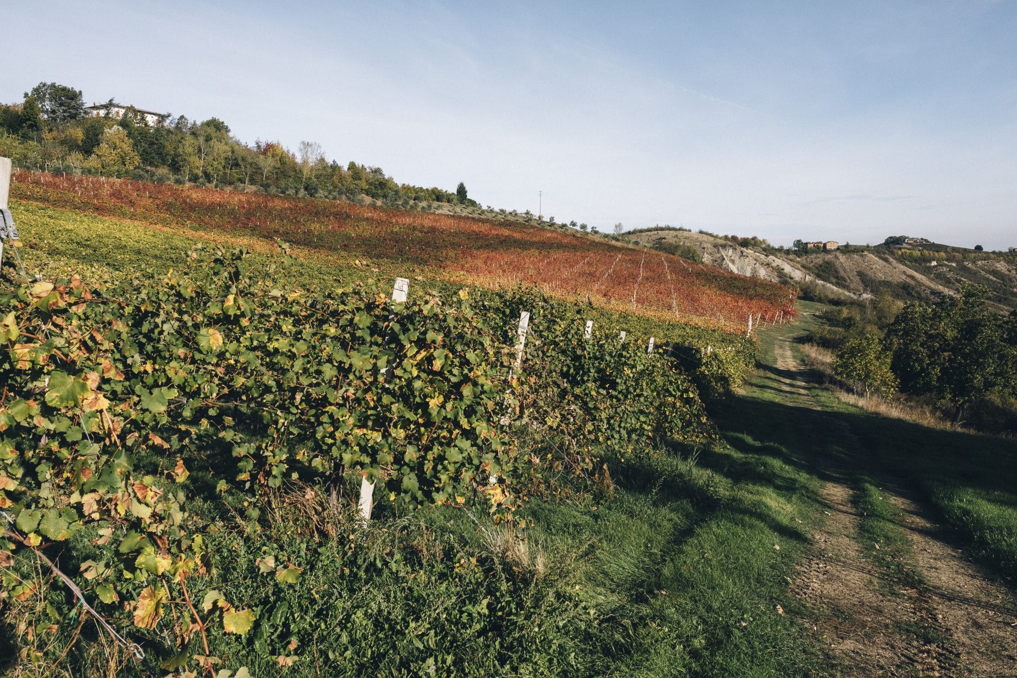 Vineyards for Balsamic Vinegar