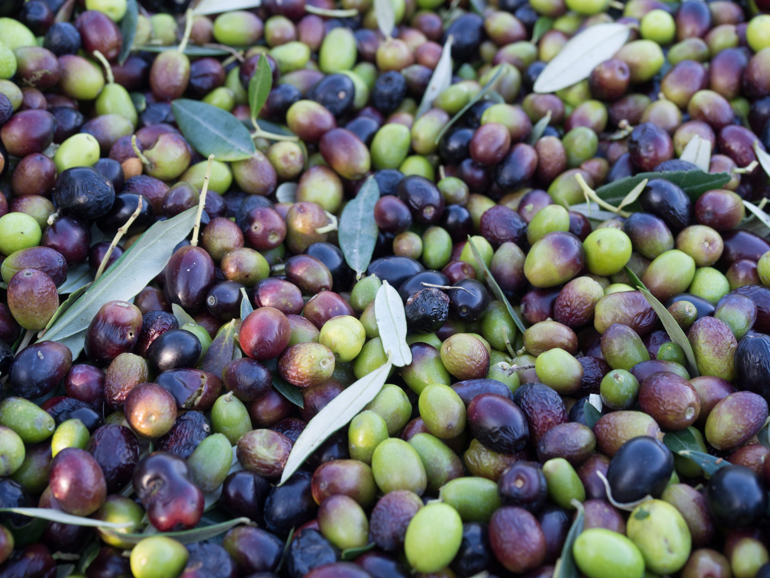 Olio Extravergine di Oliva Modena